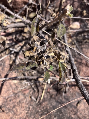 Image of Vitex pooara by no rights reserved