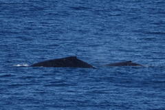 Megaptera novaeangliae australis