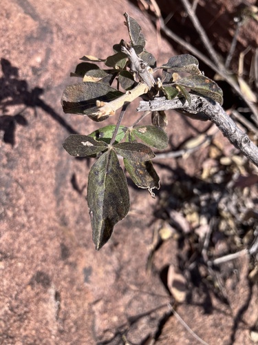 Image of Vitex pooara by no rights reserved