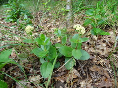 Hylotelephium telephium