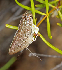Jalmenus inous