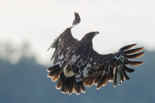 Greater Spotted Eagle