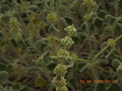Lycaena phlaeas timeus