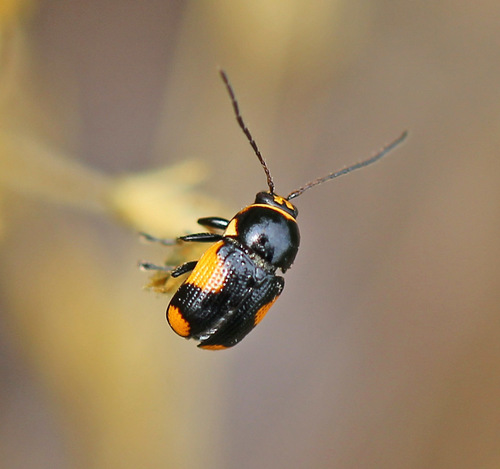 hypericum pot beetle, photo 2 of 8
