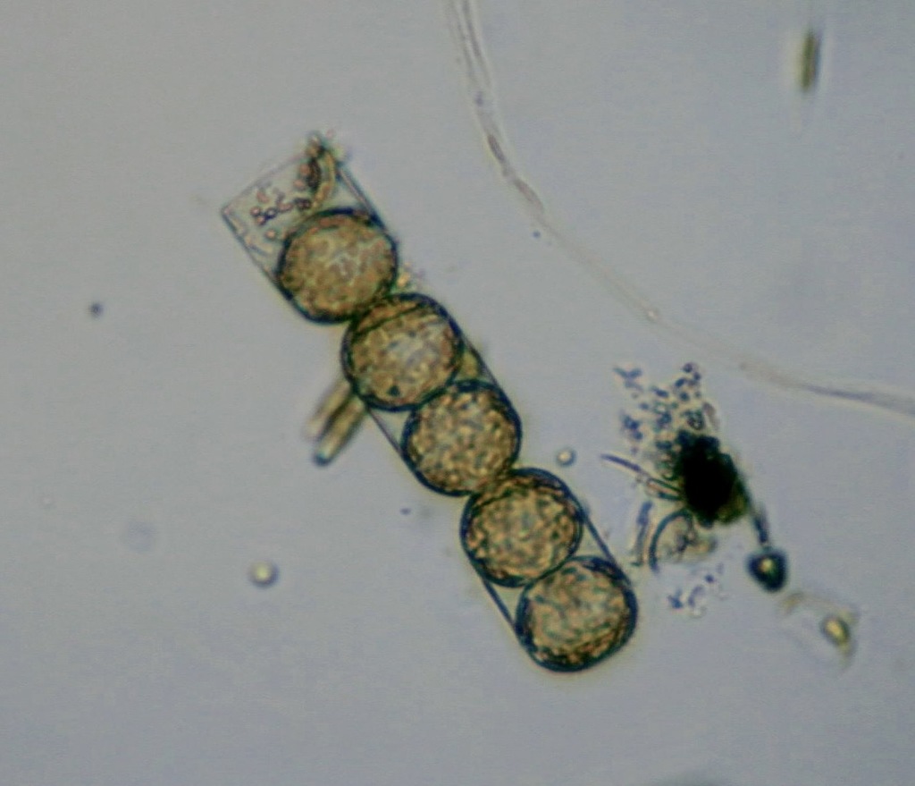 Melosira moniliformis (Encyclopedia of Diatoms Found in the USA ...