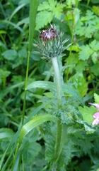 Cirsium filipendulum