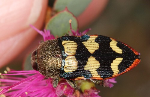 Castiarina simulata (Gory & Laporte, 1838)