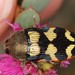 Castiarina simulata - Photo (c) Linda Rogan EntSocVic, some rights reserved (CC BY-NC), uploaded by Linda Rogan EntSocVic