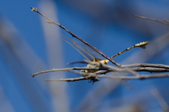 Lindenia tetraphylla