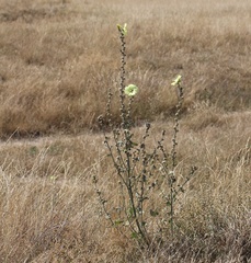 Alcea novopokrovskyi (Alcea novopokrovskyi)