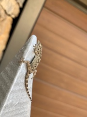 Tarentola mauritanica