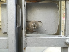 Tarentola mauritanica