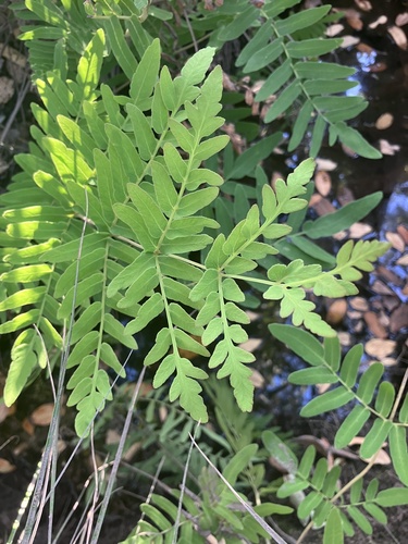 Image of Osmunda acuta by no rights reserved