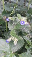 Pentaglottis sempervirens