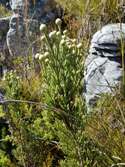 Brunia sphaerocephala