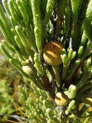 Brunia sphaerocephala