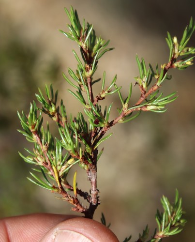 Image of Cliffortia repens by (c) Tony Rebelo, some rights reserved (CC BY-SA)
