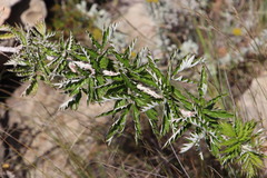 Rubus ludwigii