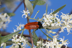 Castiarina rufipennis