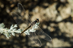 Selysiothemis nigra