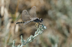 Selysiothemis nigra