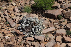 Helichrysum sutherlandii