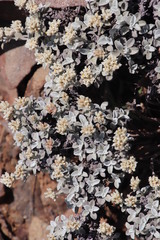 Helichrysum sutherlandii