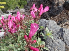 Penstemon rupicola