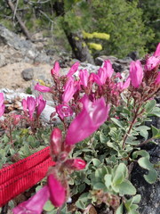 Penstemon rupicola