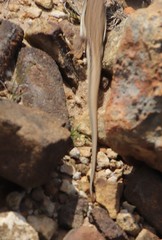 Pedioplanis burchelli