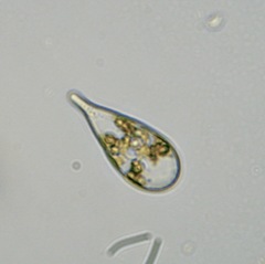 Raphidophyceae