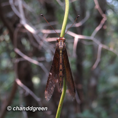 Acheron longus