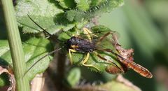 Charops spinitarsis