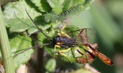 Charops spinitarsis