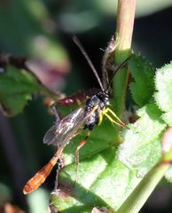 Charops spinitarsis