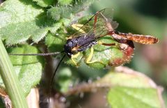Charops spinitarsis