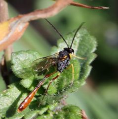 Charops spinitarsis