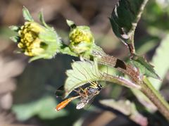 Charops spinitarsis