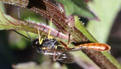 Charops spinitarsis