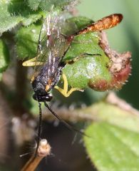 Charops spinitarsis