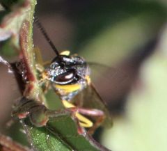 Charops spinitarsis