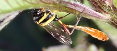 Charops spinitarsis