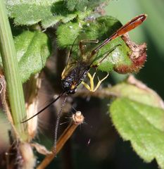 Charops spinitarsis