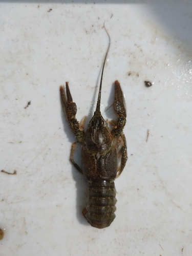 Narrow-clawed crayfish