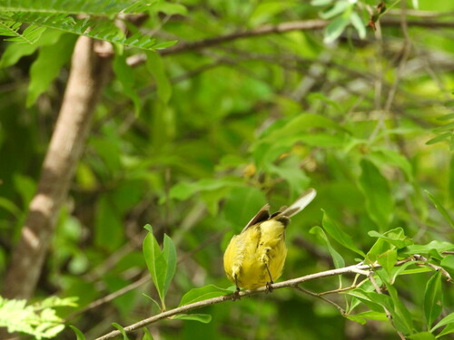 Vitelline Warbler (Setophaga vitellina), photo 9