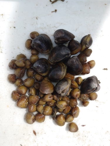 Asian Clam
