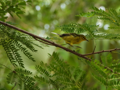 Vitelline Warbler (Setophaga vitellina), photo 4