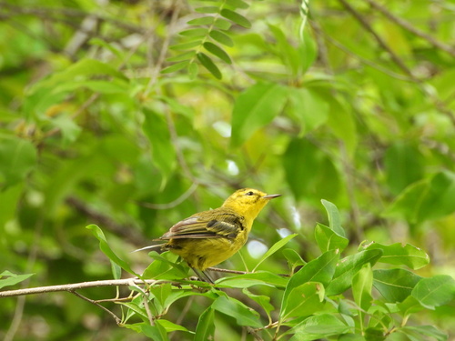 Vitelline Warbler (Setophaga vitellina), photo 4