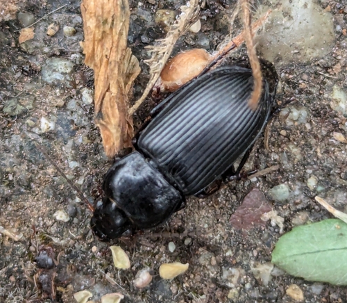 Two-marked harp ground beetle photo 2