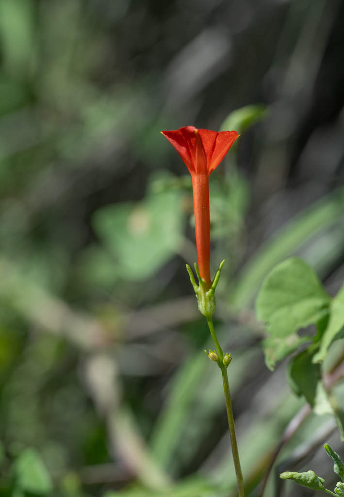 trans-Pecos morning-glory